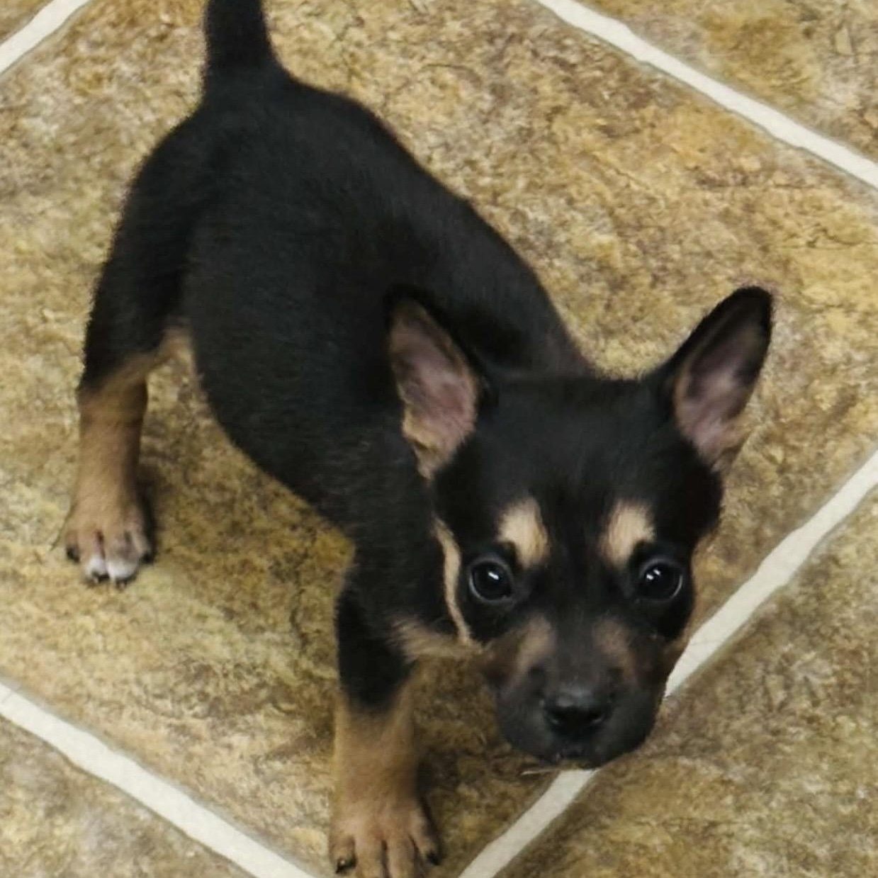 Enlarge Pippa, a Adopted mixed breed in Pelham, NH image 3/6