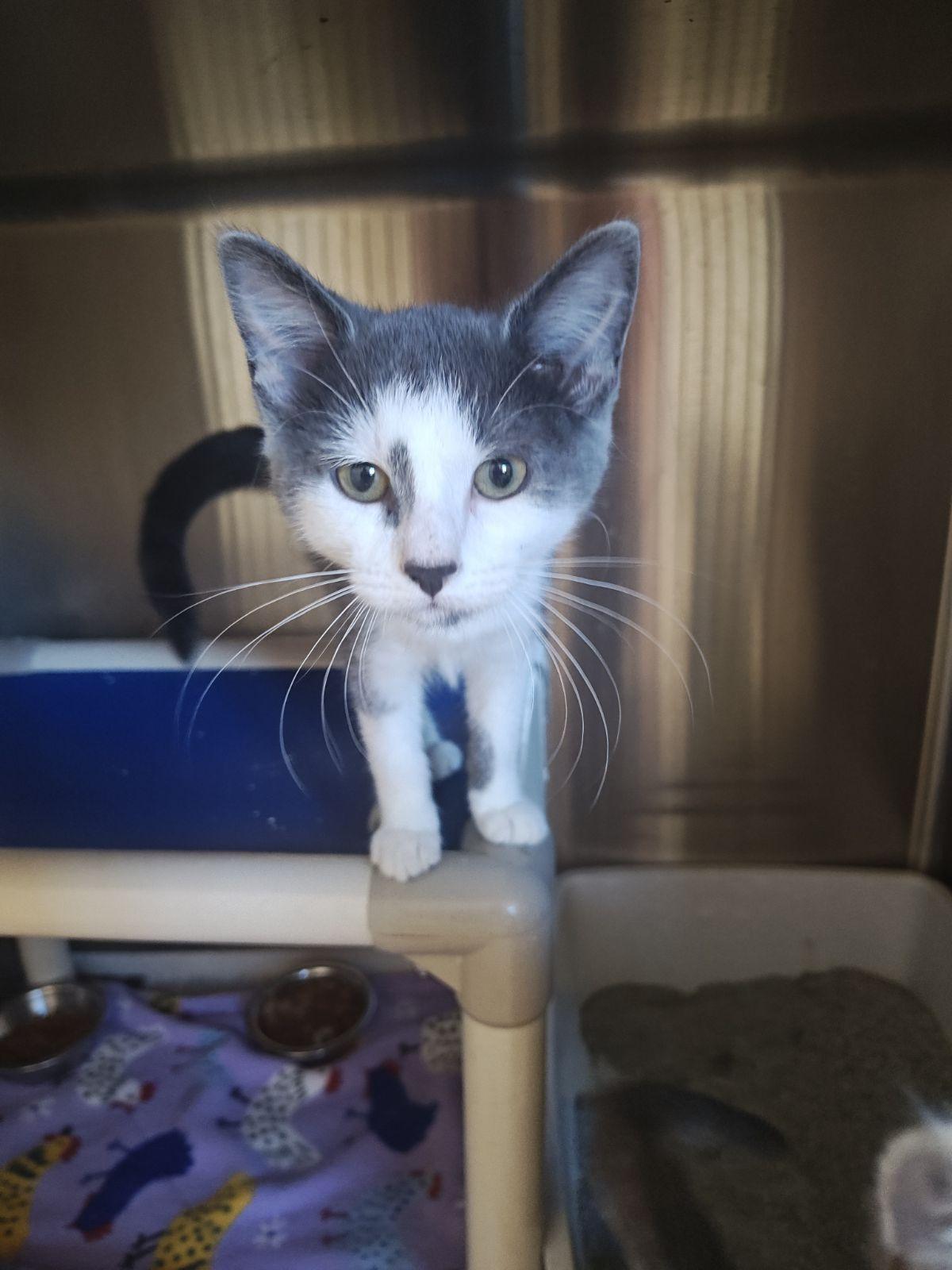 Enlarge Charlie, a Adoptable Domestic Short Hair in Wahpeton, ND image 2/2