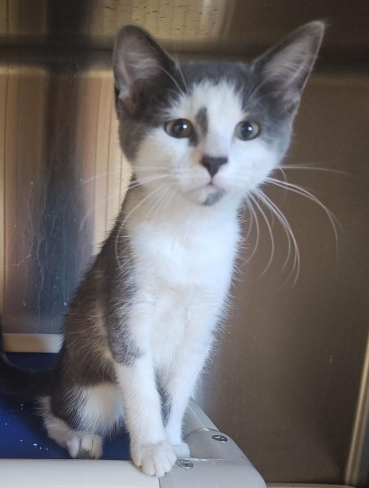 Enlarge Charlie, a Adoptable Domestic Short Hair in Wahpeton, ND image 1/2