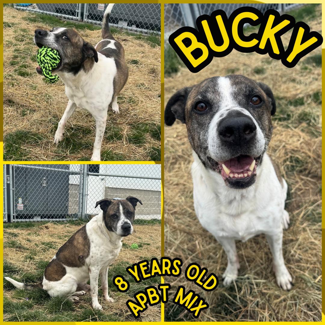 Bucky, ADOPTABLE, Senior Male Pit Bull Terrier.