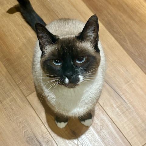 Enlarge Isis, an adopted mixed breed in Gladstone, OR image 2/6
