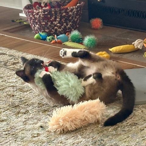 Enlarge Isis, an adopted mixed breed in Gladstone, OR image 3/6