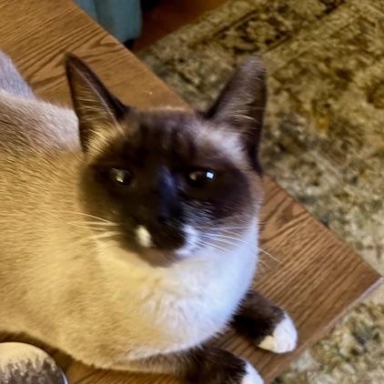 Isis, Adoptable, Adult Female Siamese & Domestic Short Hair.