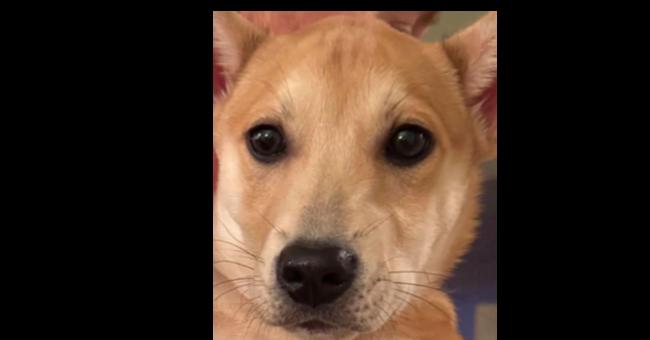 Enlarge Sydney, a Adoptable mixed breed in Irwin, PA image 1/4