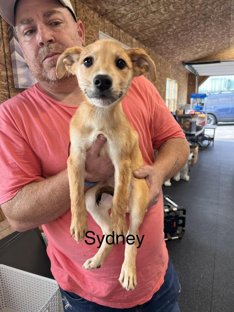 Enlarge Sydney, a Adoptable mixed breed in Irwin, PA image 4/4