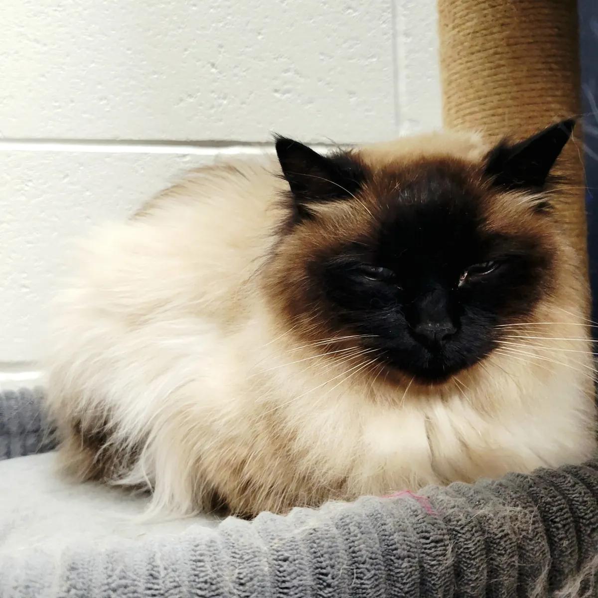 Enlarge Atticus, a ADOPTABLE Ragdoll in Mount Pleasant, SC image 1/1