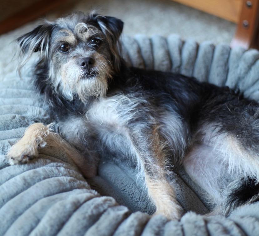 Enlarge Ali aka Lou Lou, a Adoptable mixed breed in Los Angeles, CA image 5/6
