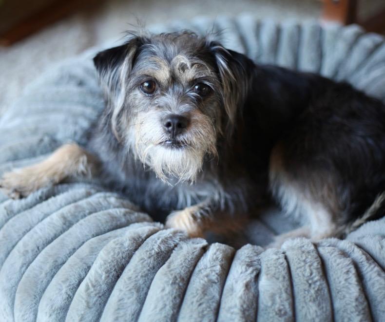 Enlarge Ali aka Lou Lou, a Adoptable mixed breed in Los Angeles, CA image 4/6
