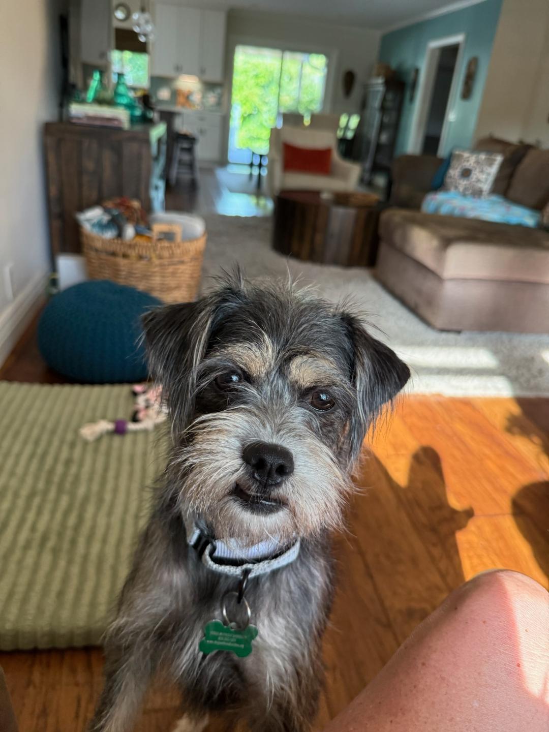 Ali, Adoptable, Young Female Miniature Schnauzer & Terrier.