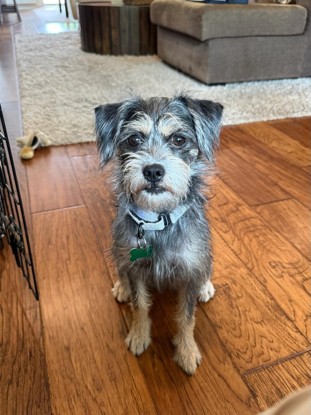 Ali, a Adoptable mixed breed in Los Angeles, CA image 2/4