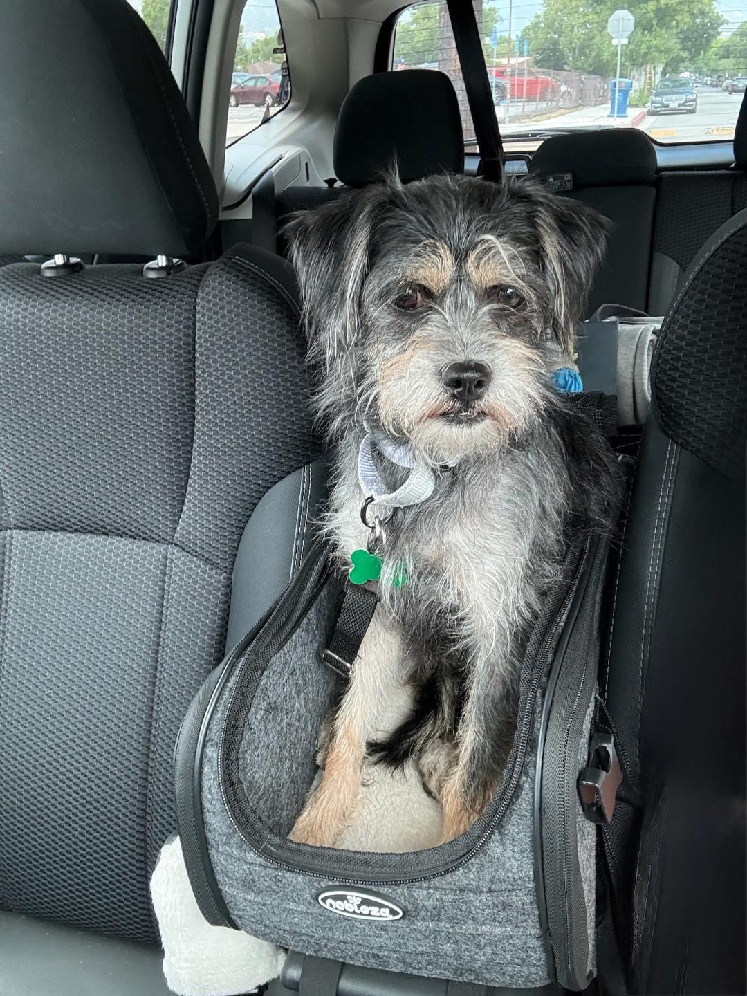 Ali, a Adoptable mixed breed in Los Angeles, CA image 3/4
