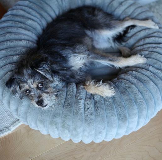 Enlarge Ali aka Lou Lou, a Adoptable mixed breed in Los Angeles, CA image 6/6