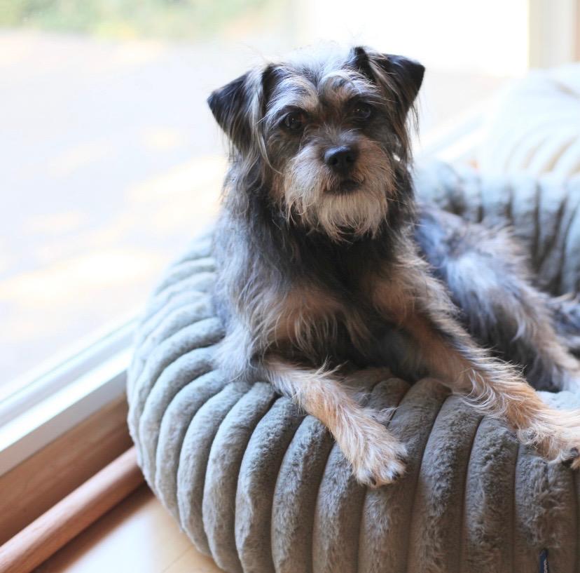Enlarge Ali aka Lou Lou, a Adoptable mixed breed in Los Angeles, CA image 1/6