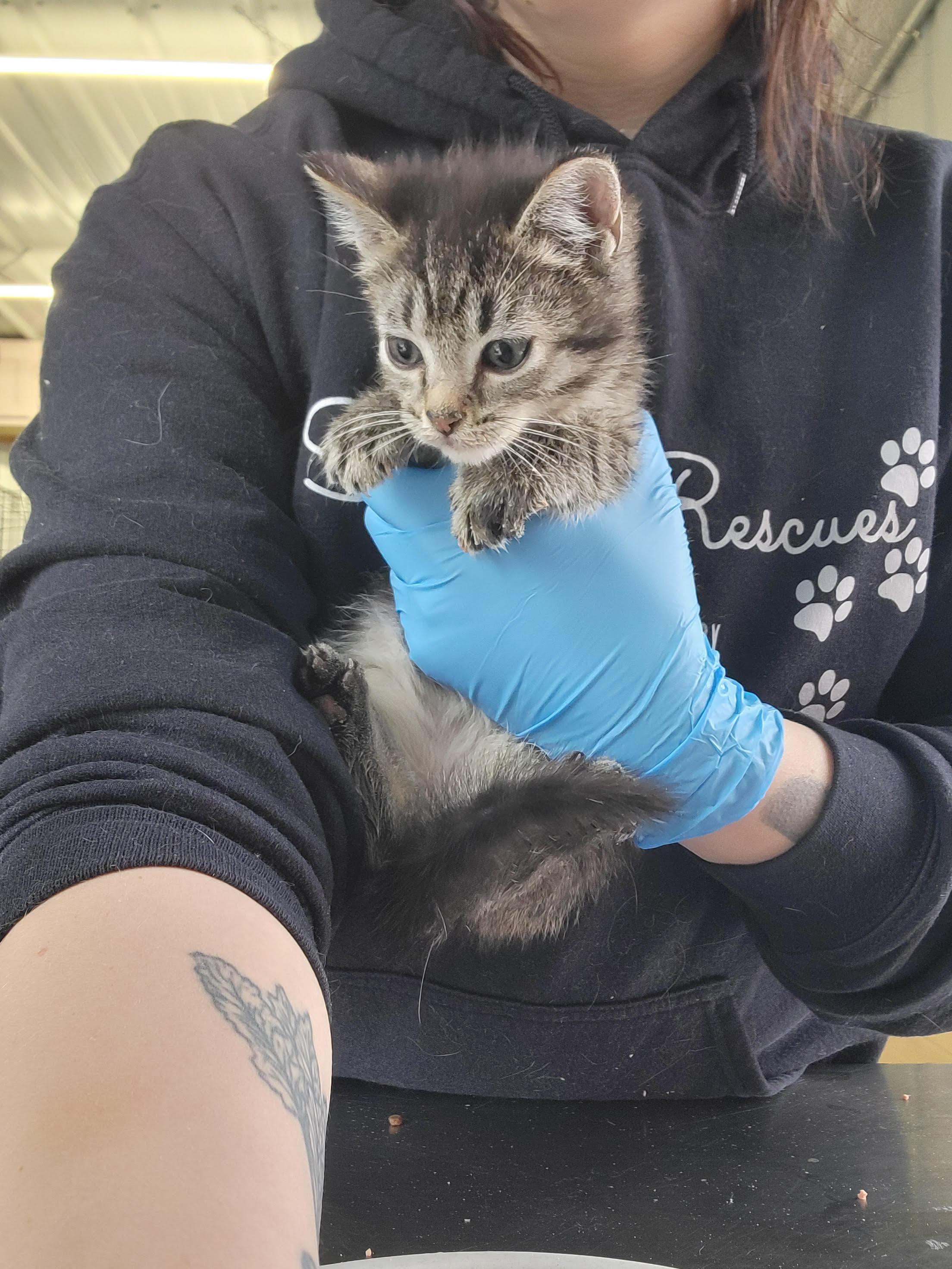 Enlarge Walnut, an adopted American Shorthair in Fertile, MN image 1/1