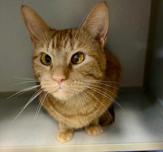 Joey, ADOPTABLE, Adult Male Domestic Short Hair.