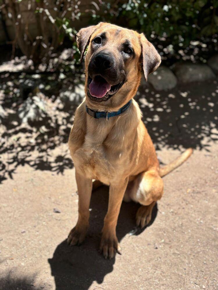 Enlarge Tiger, a Adoptable mixed breed in Rialto, CA image 1/6