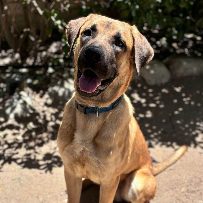 Enlarge Tiger, a Adoptable mixed breed in Rialto, CA image 1/3