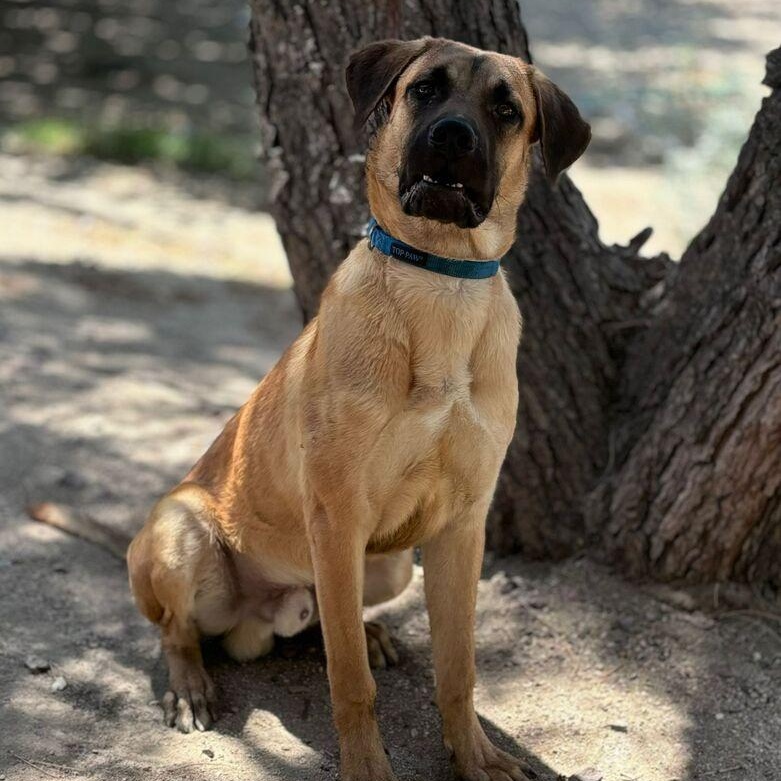 Enlarge Tiger, a Adoptable mixed breed in Rialto, CA image 2/3