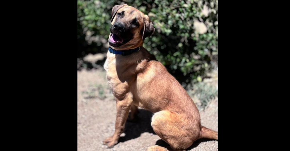 Enlarge Tiger, a Adoptable mixed breed in Rialto, CA image 6/6