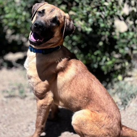Enlarge Tiger, a Adoptable mixed breed in Rialto, CA image 3/3