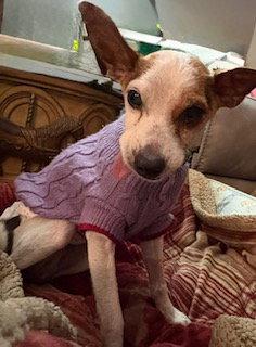 Norman, Adopted, Senior Male Chihuahua & Jack Russell Terrier.