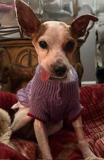 Enlarge Norman, a Adopted mixed breed in Nashville, TN image 2/3