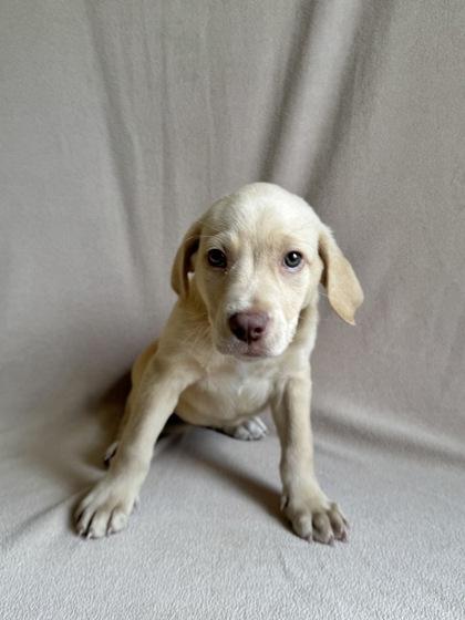 Enlarge Vivian, a ADOPTABLE mixed breed in Buffalo, MN image 1/1