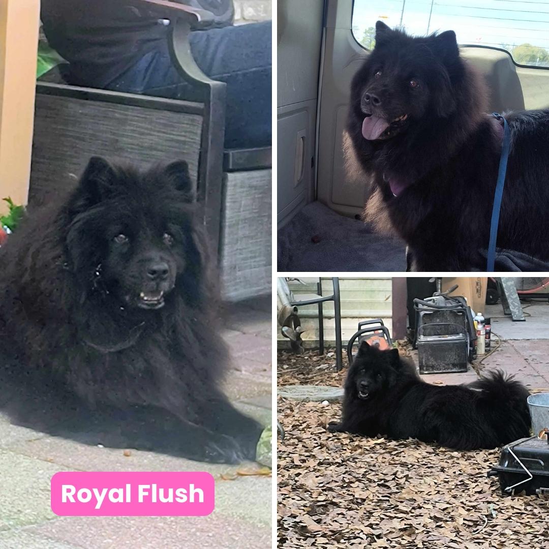 Royal Flush aka Royal, Adoptable, Adult Female Chow Chow.