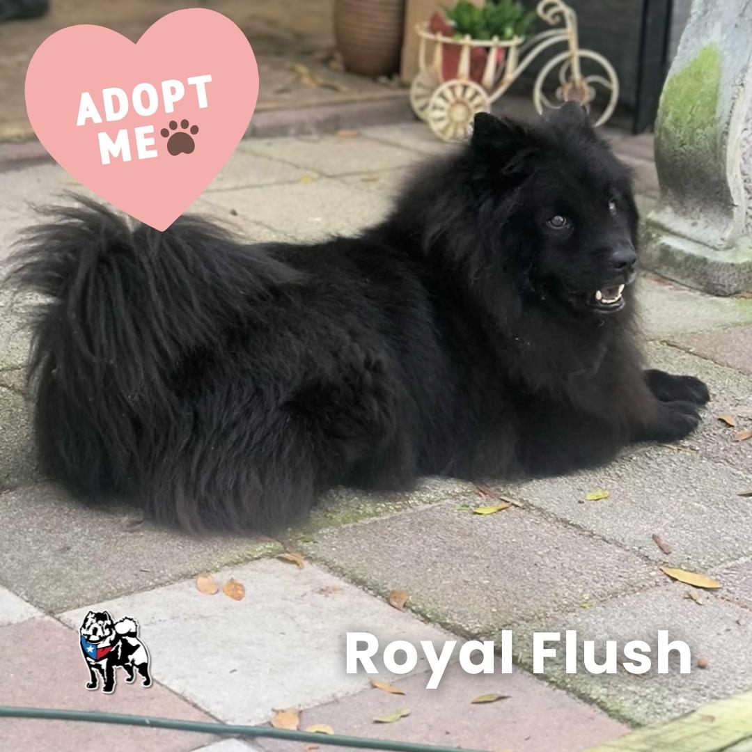 Enlarge Royal Flush aka Royal, a Adoptable Chow Chow in Houston, TX image 2/2