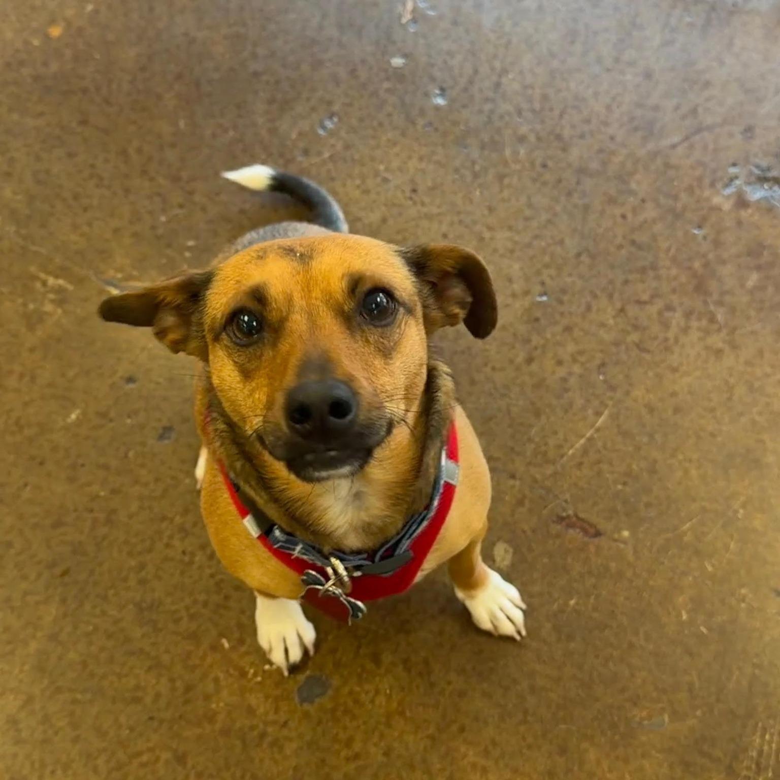 Enlarge Gravis, an adopted mixed breed in Covington, WA image 2/6
