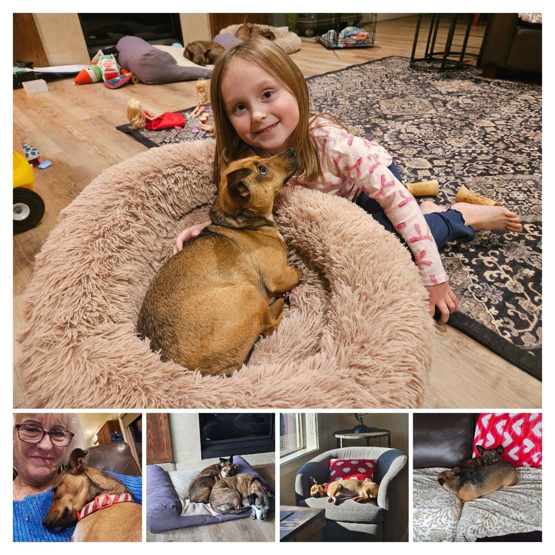 Enlarge Gravis, an adopted mixed breed in Covington, WA image 5/6