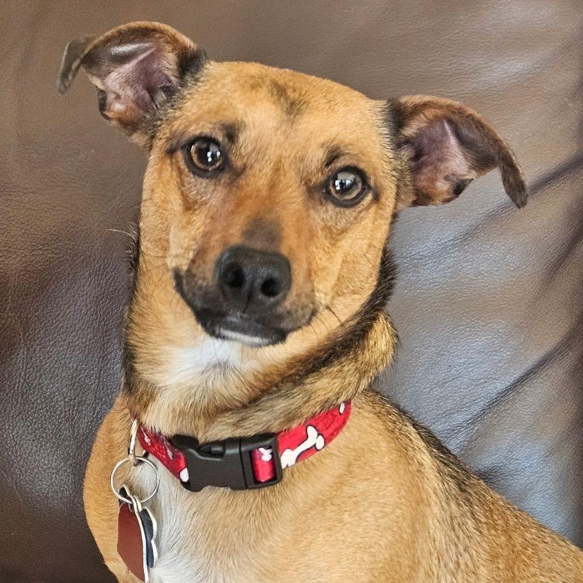 Gravis, adopted, Young Male Chihuahua & Dachshund.