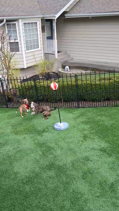 Enlarge Gravis, an adopted mixed breed in Covington, WA video 6/6