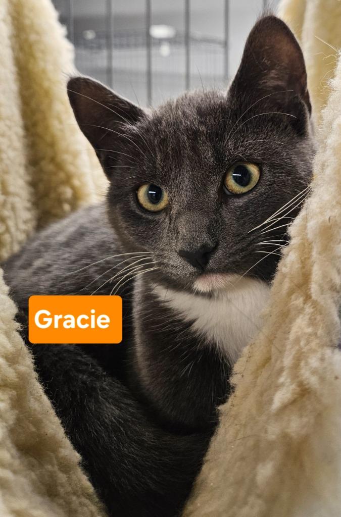 Gracie, Adoptable, Young Female Domestic Short Hair.
