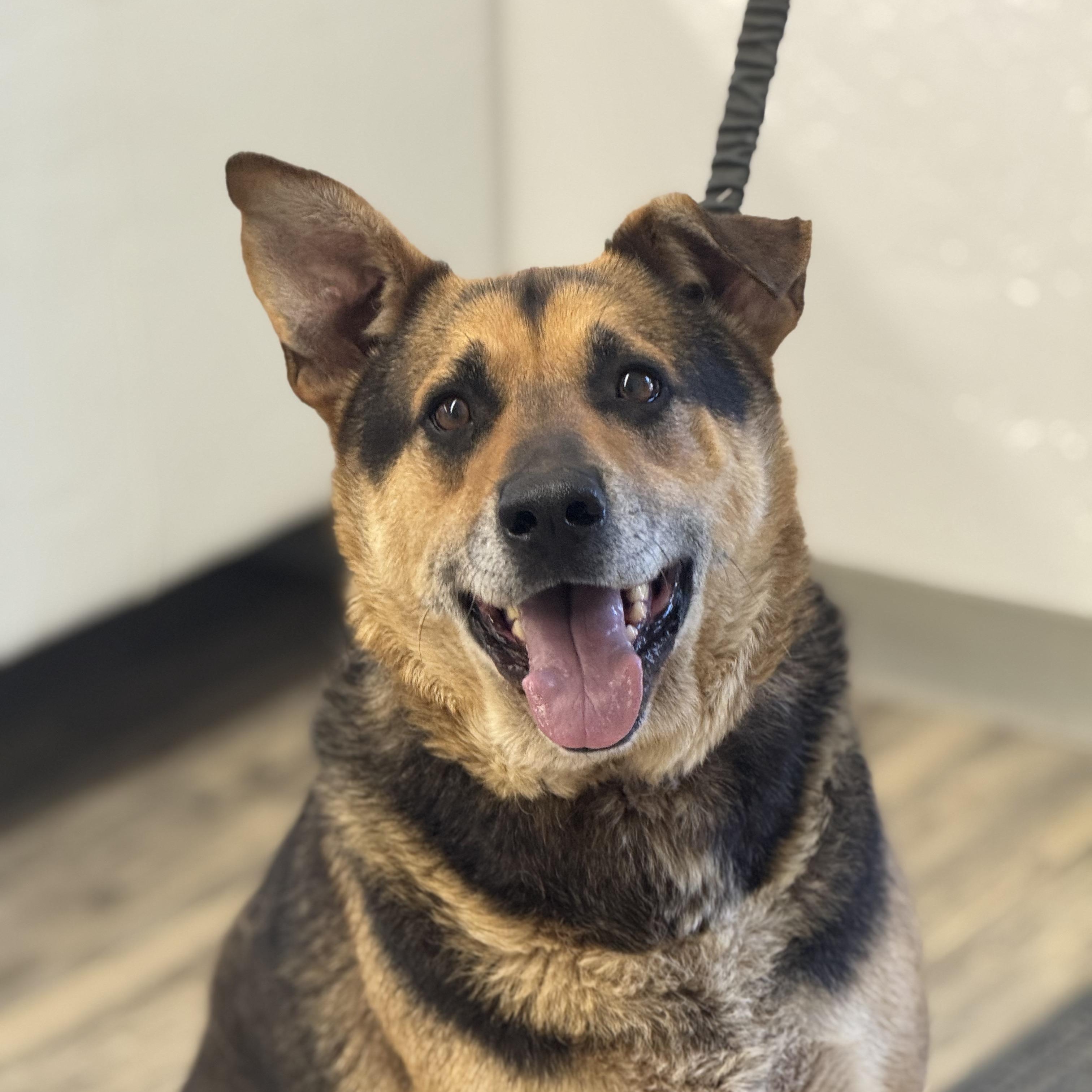 Roscoe, Senior Male German Shepherd Dog