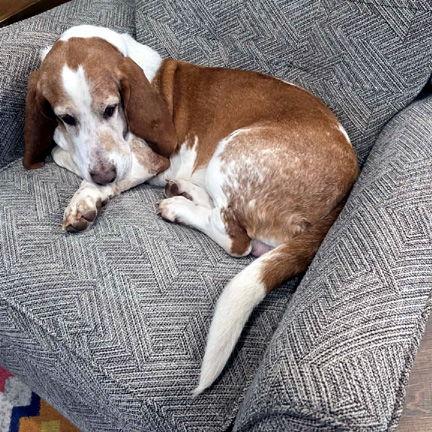 Enlarge JAKE - ADOPTION PENDING!, a Adoptable Basset Hound in Mays Landing, NJ image 1/3