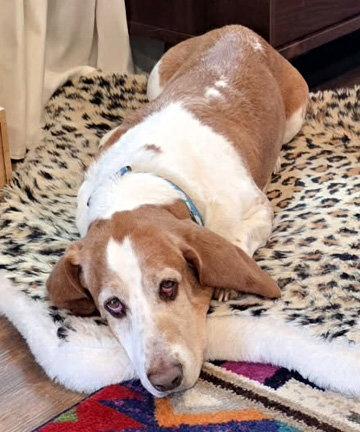 Enlarge JAKE - ADOPTION PENDING!, a Adoptable Basset Hound in Mays Landing, NJ image 3/3
