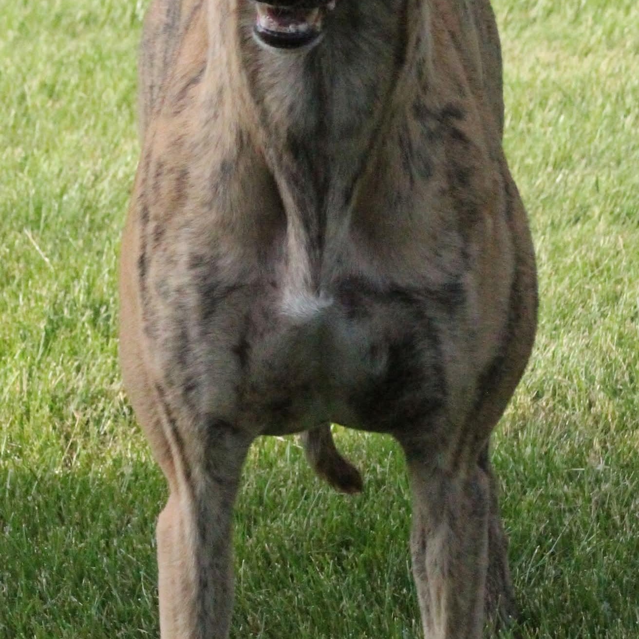 Sierra, adopted, Young Female Greyhound.