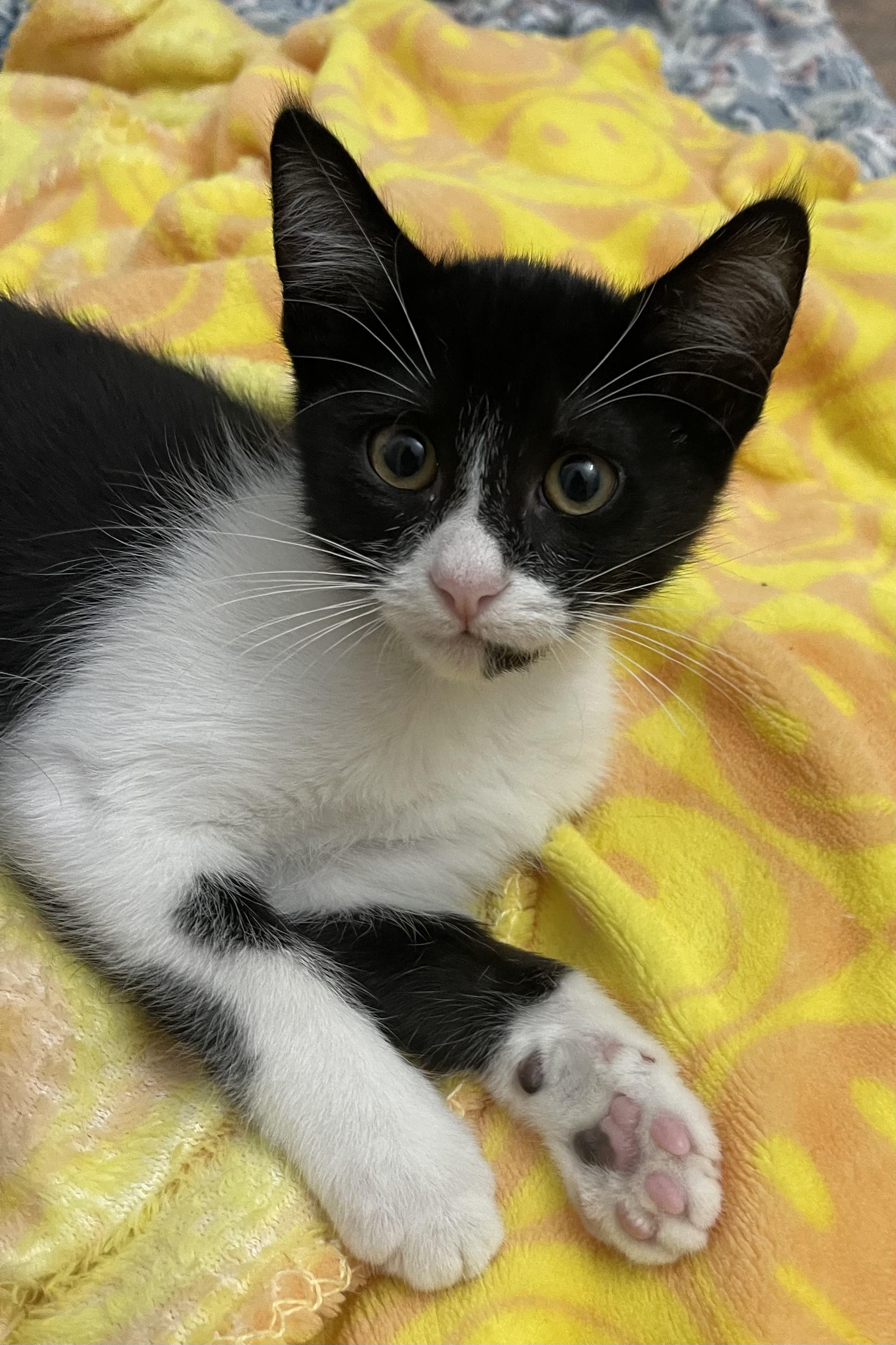 Peyton-Portofino PetSmart