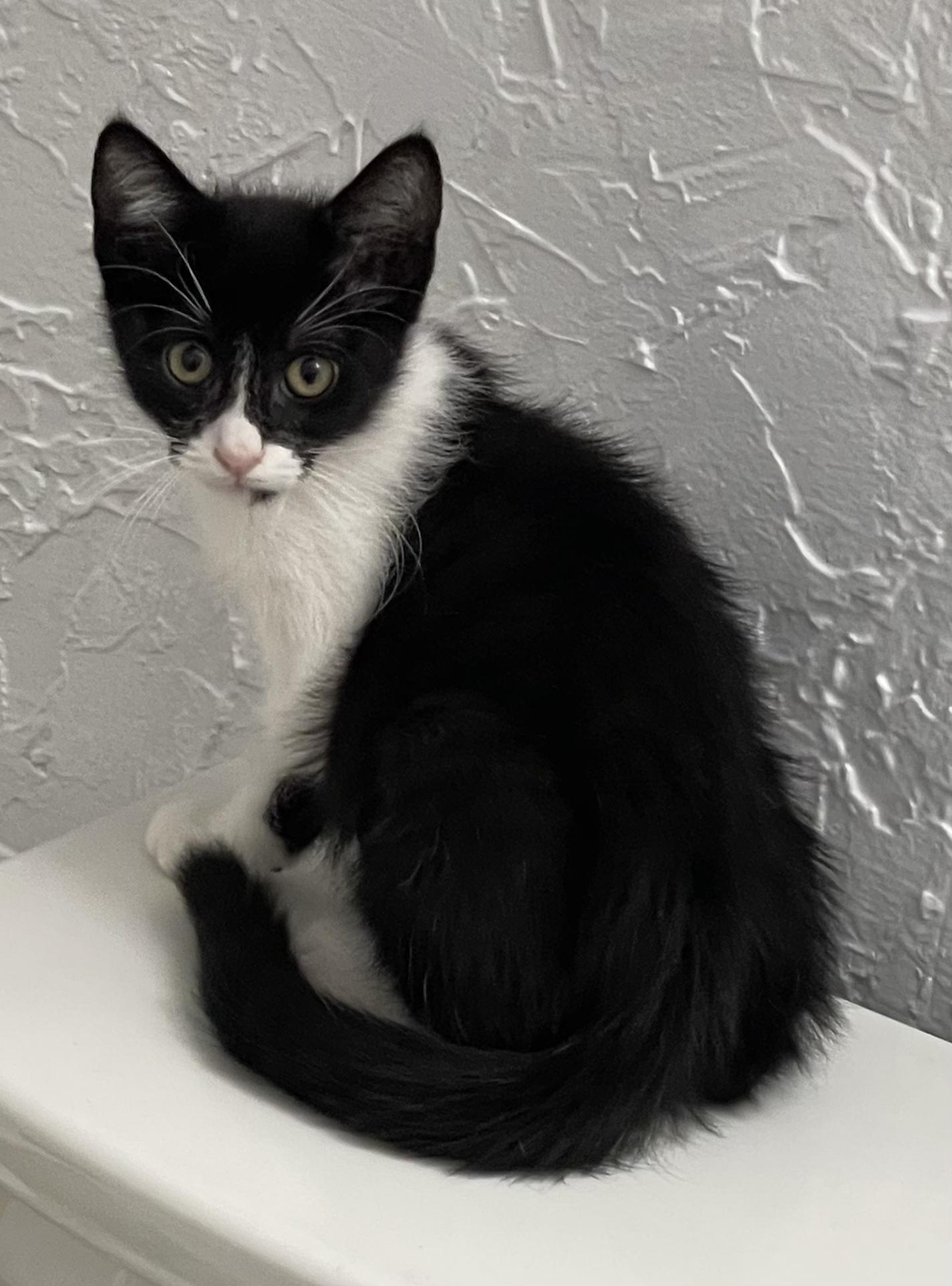 Peyton-Portofino PetSmart