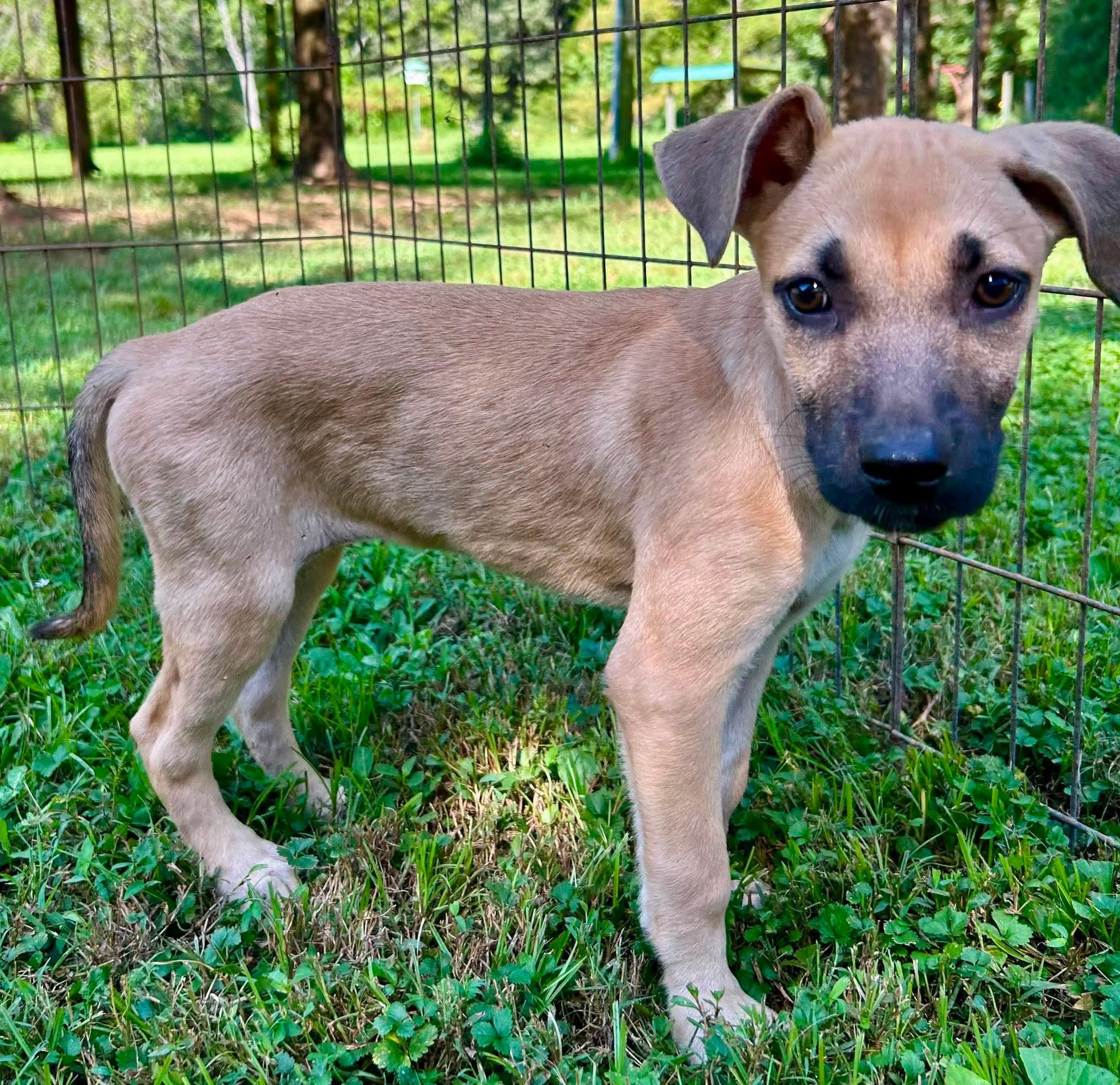 Enlarge Merida, a Adopted mixed breed in Watertown, CT image 2/3