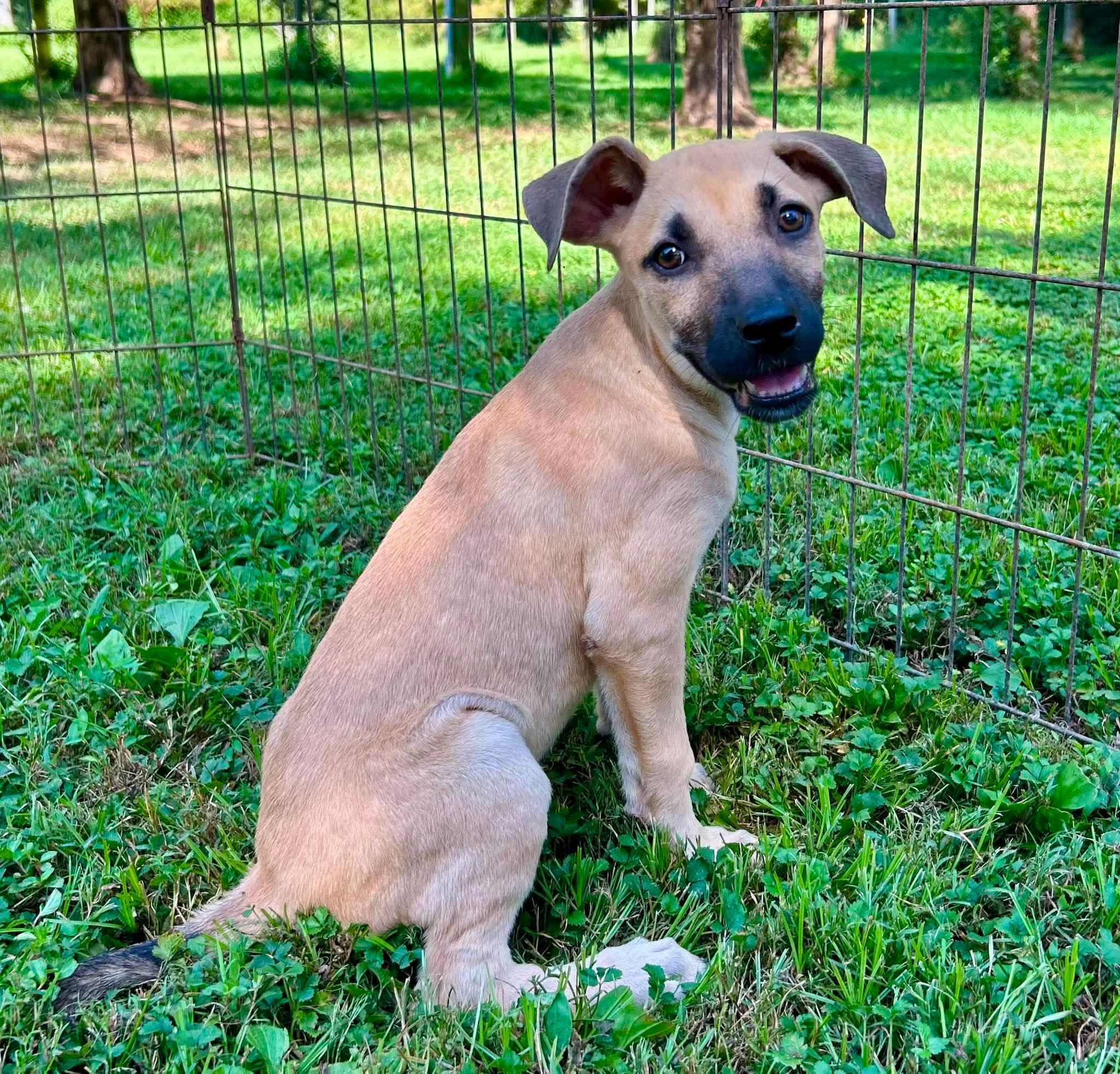 Enlarge Merida, a Adopted mixed breed in Watertown, CT image 1/3