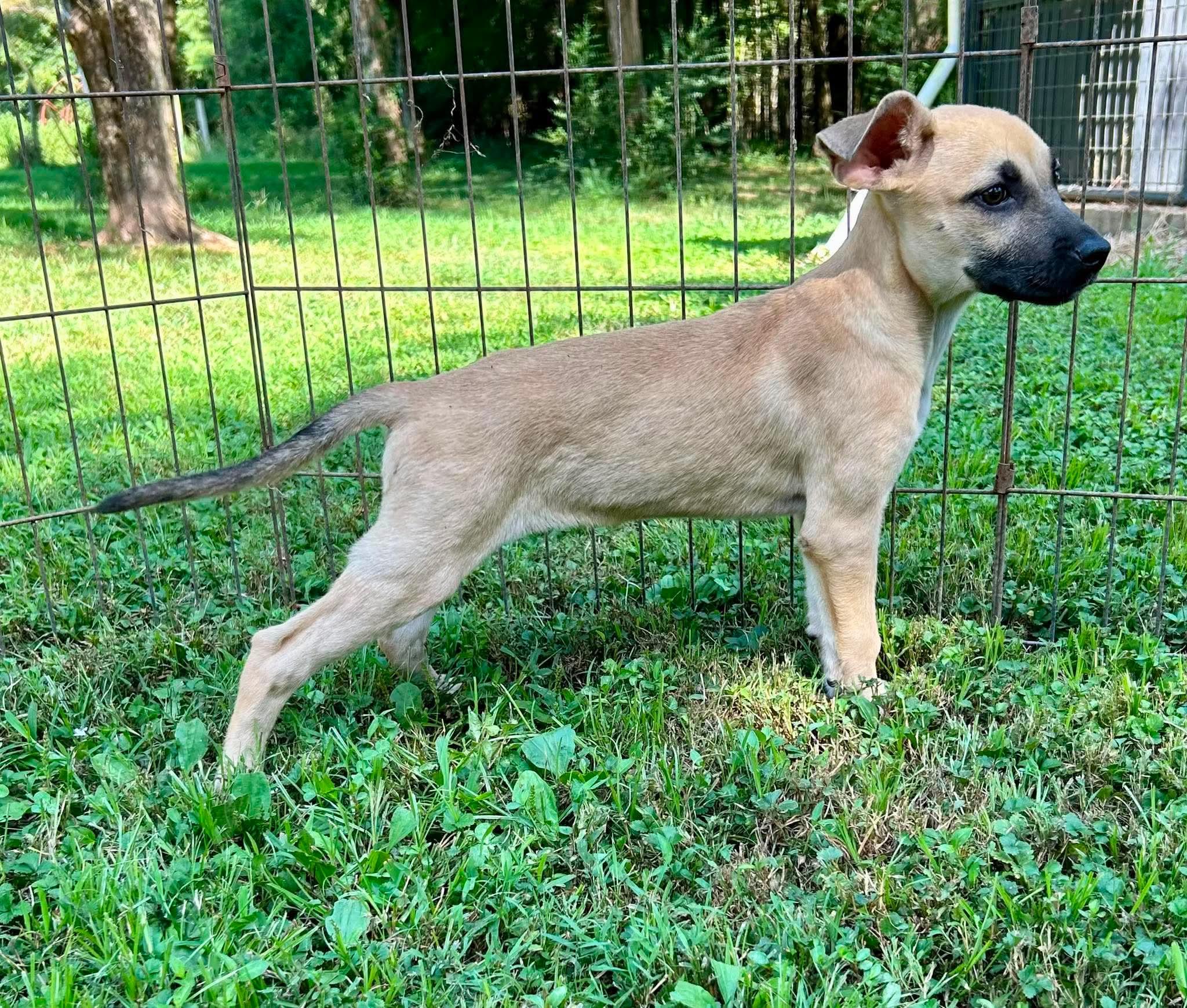Enlarge Merida, a Adopted mixed breed in Watertown, CT image 3/3