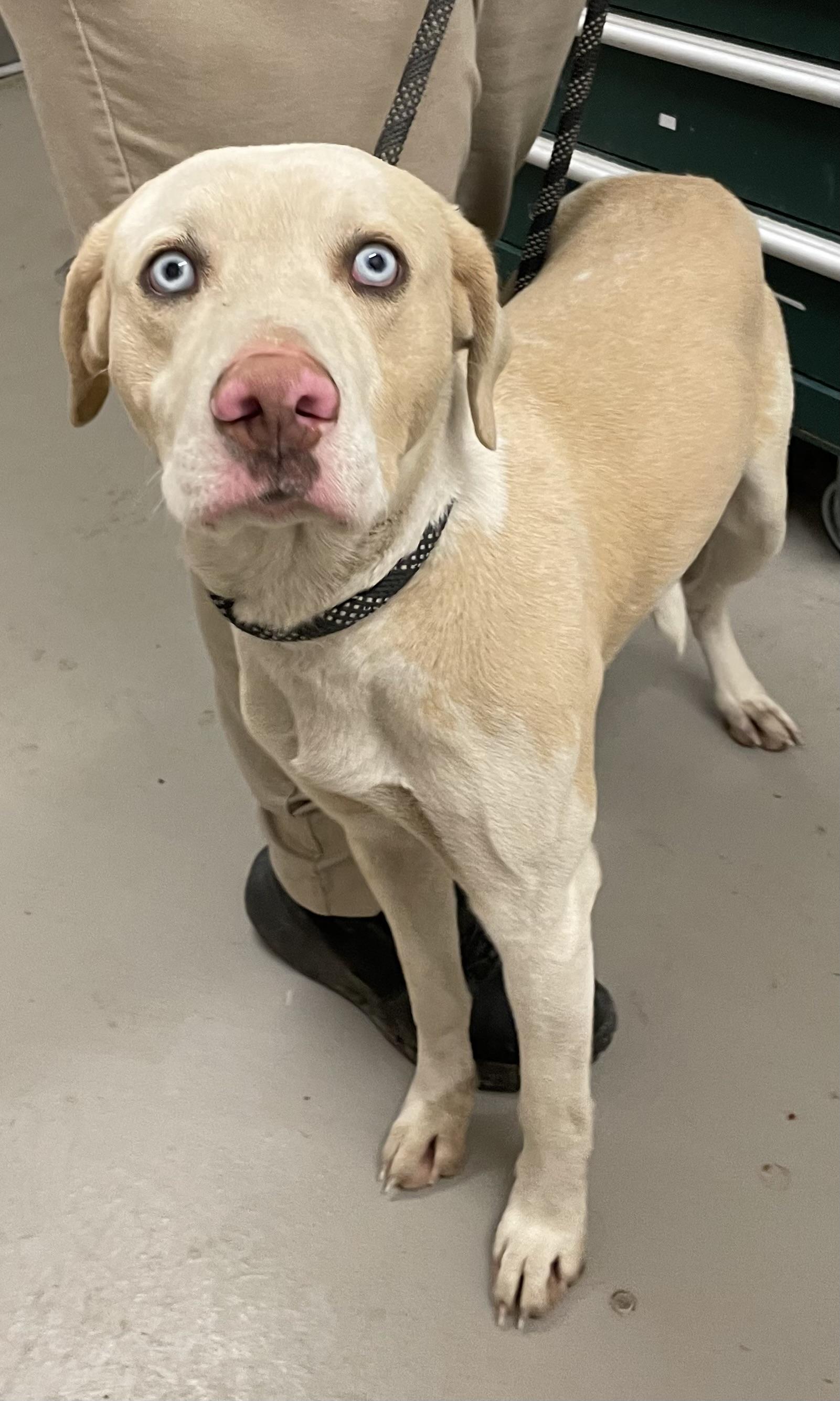 Landfill ADOPTED, an adopted Retriever in Canton, OH image 1/2
