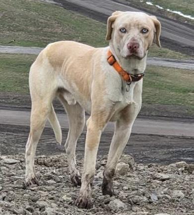 Landfill ADOPTED, an adopted Retriever in Canton, OH image 2/2