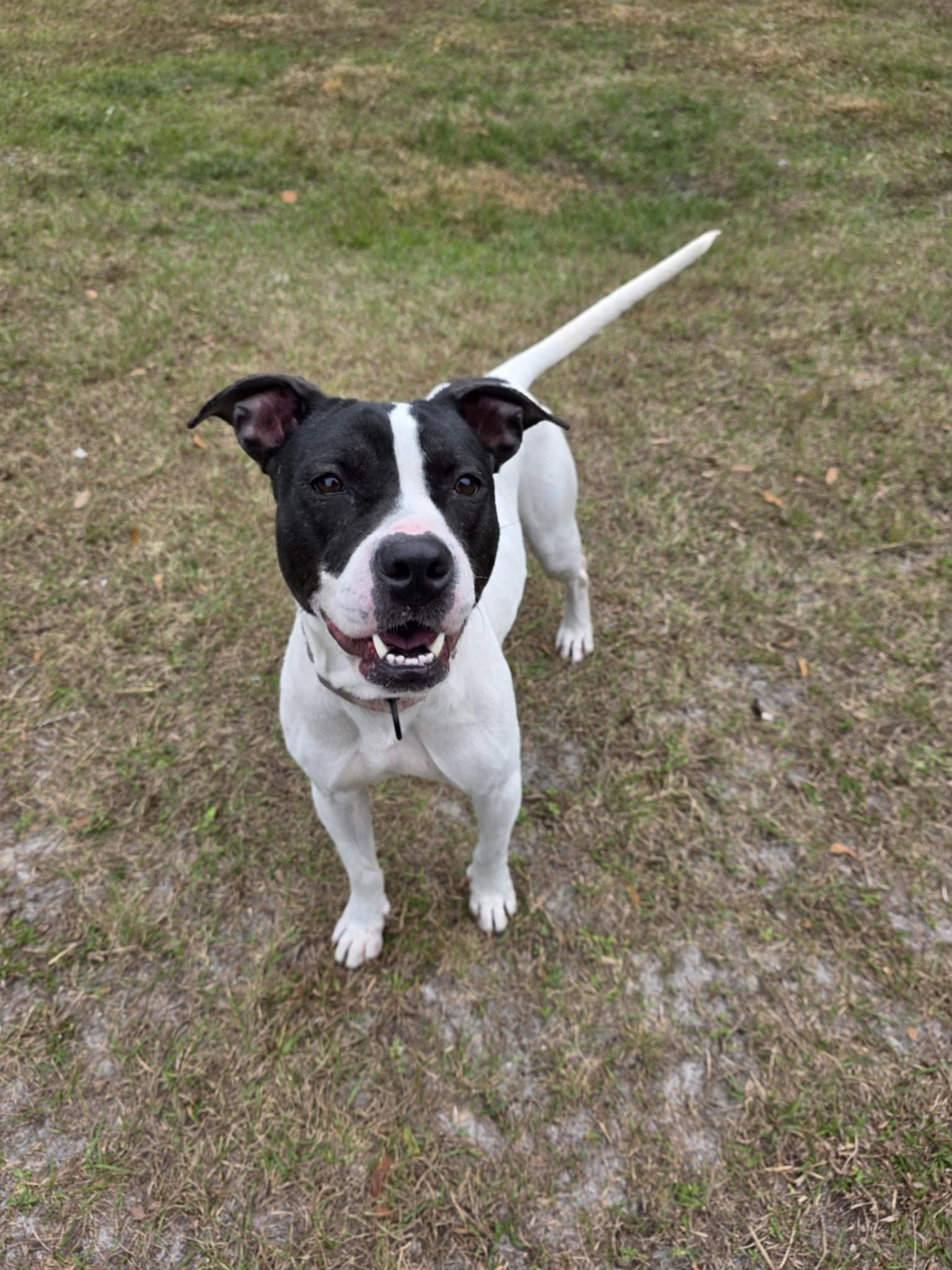 Enlarge Kayla *SPONSORED*, a ADOPTABLE Mixed Breed in Umatilla, FL image 2/5