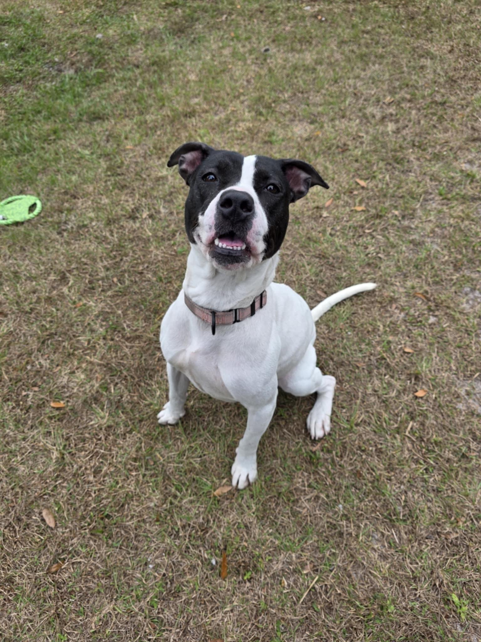 Enlarge Kayla *SPONSORED*, a ADOPTABLE Mixed Breed in Umatilla, FL image 5/5