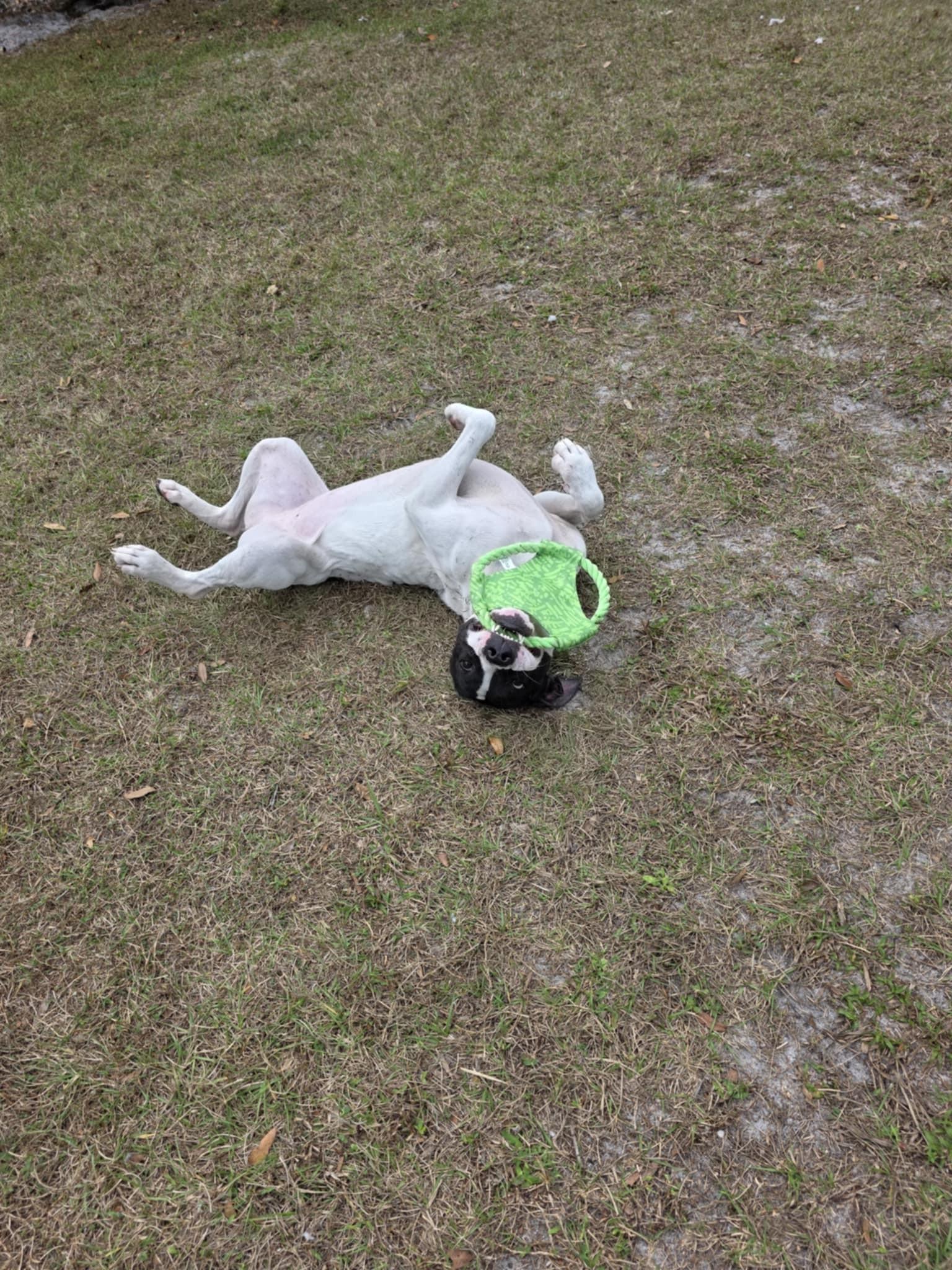 Enlarge Kayla *SPONSORED*, a ADOPTABLE Mixed Breed in Umatilla, FL image 4/5