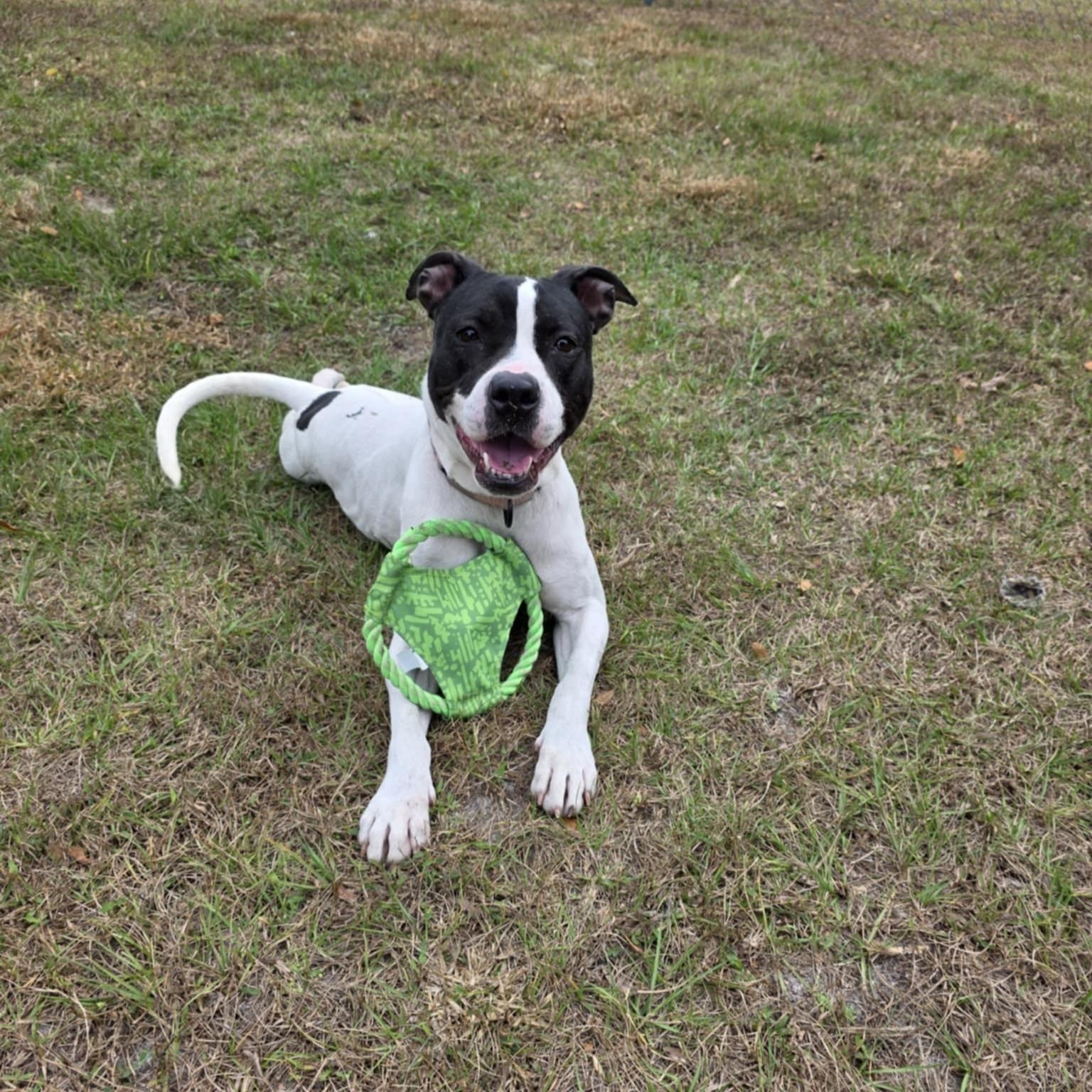 Enlarge Kayla *SPONSORED*, a ADOPTABLE Mixed Breed in Umatilla, FL image 1/5