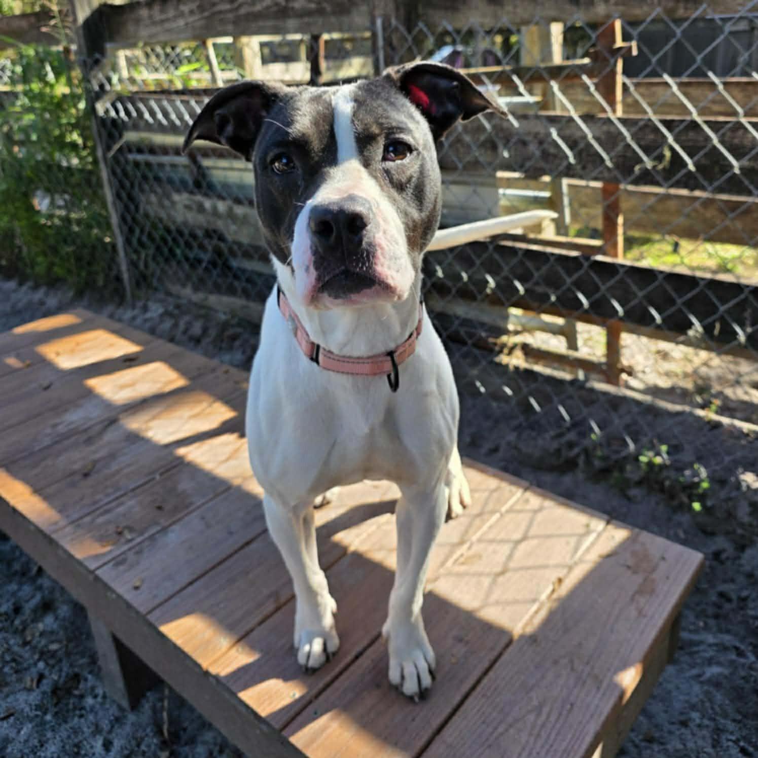 Enlarge Kayla, a ADOPTABLE Mixed Breed in Umatilla, FL image 1/1